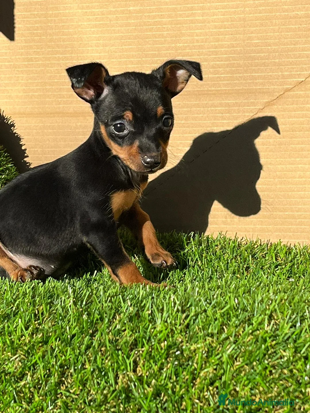 Pinscher Miniatura perros en venta: Pinscher miniatura ! Machos y hembras  en Cáceres - Anuncio 2