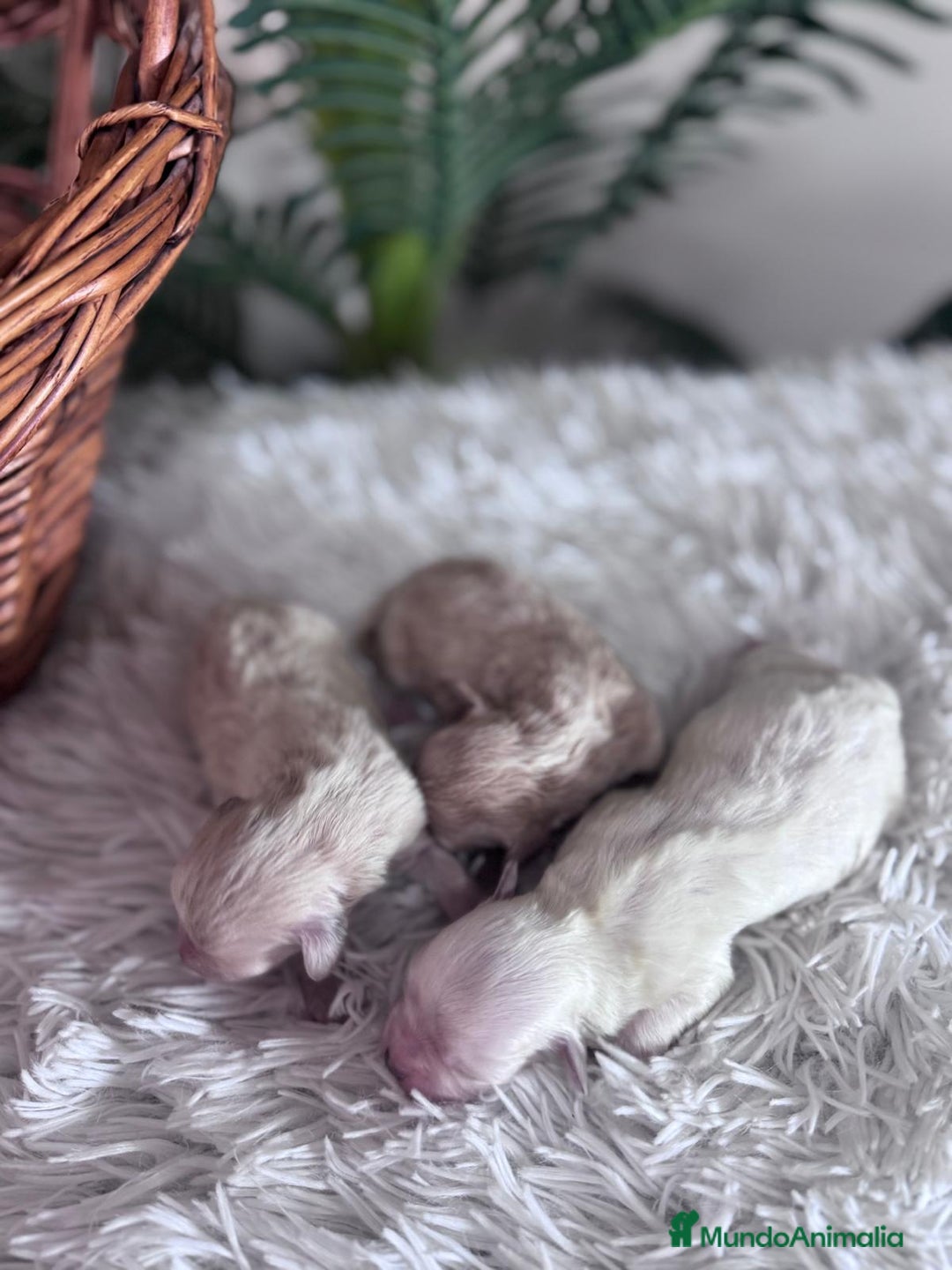 Maltipoo perros en venta: MALTIPOO - Anuncio 8