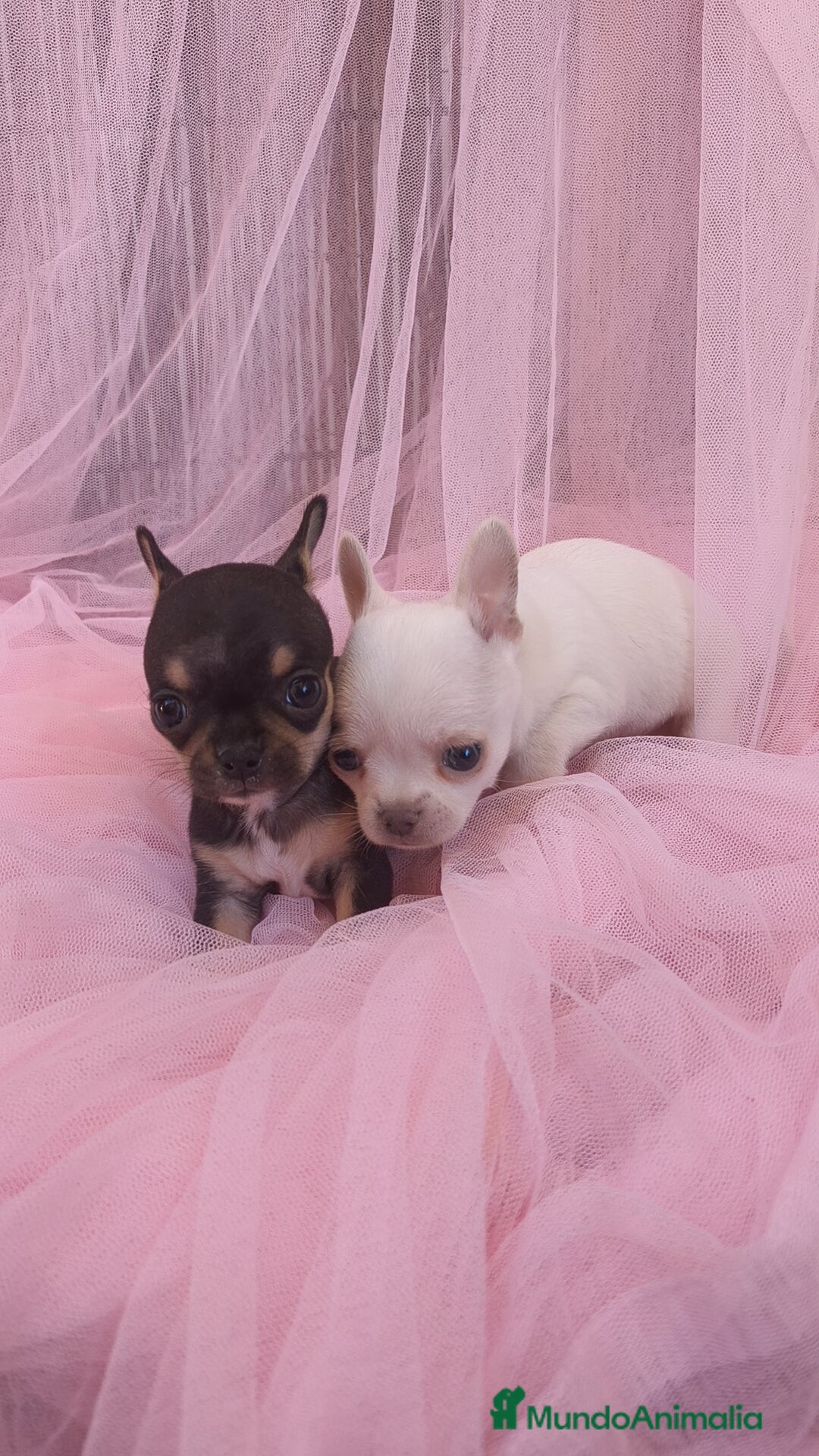 Chihuahua perros en venta: Chihuahua Toy macho y hembra  - Anuncio 2