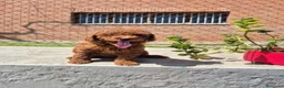 Caniche Toy perros en venta: Caniche toy asiático teacup  en Girona - Anuncio 10