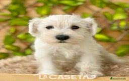 Schnauzer Miniatura perros en venta: Camada de Dalila - Imagen 6