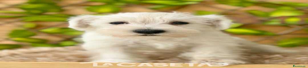 Schnauzer Miniatura Cachorro 3718