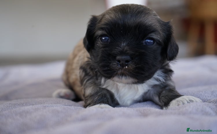 Maltipoo perros - Anuncio 4