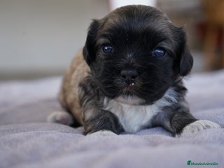 Maltipoo perros - Anuncio 2