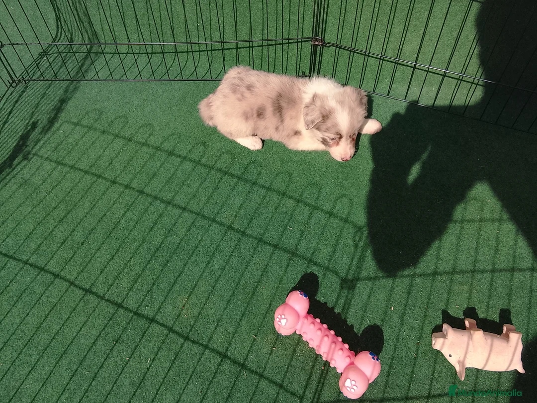 Border Collie perros en venta: Cacharros de border collie  - Anuncio 2