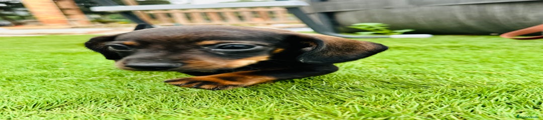 Teckel Miniatura Cachorro 1