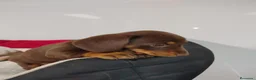 Teckel perros en venta: Teckel - Anuncio 6