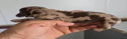 Teckel Miniatura perros en venta: Teckel macho arlequín chocolate 🐾🩵 - Anuncio 2