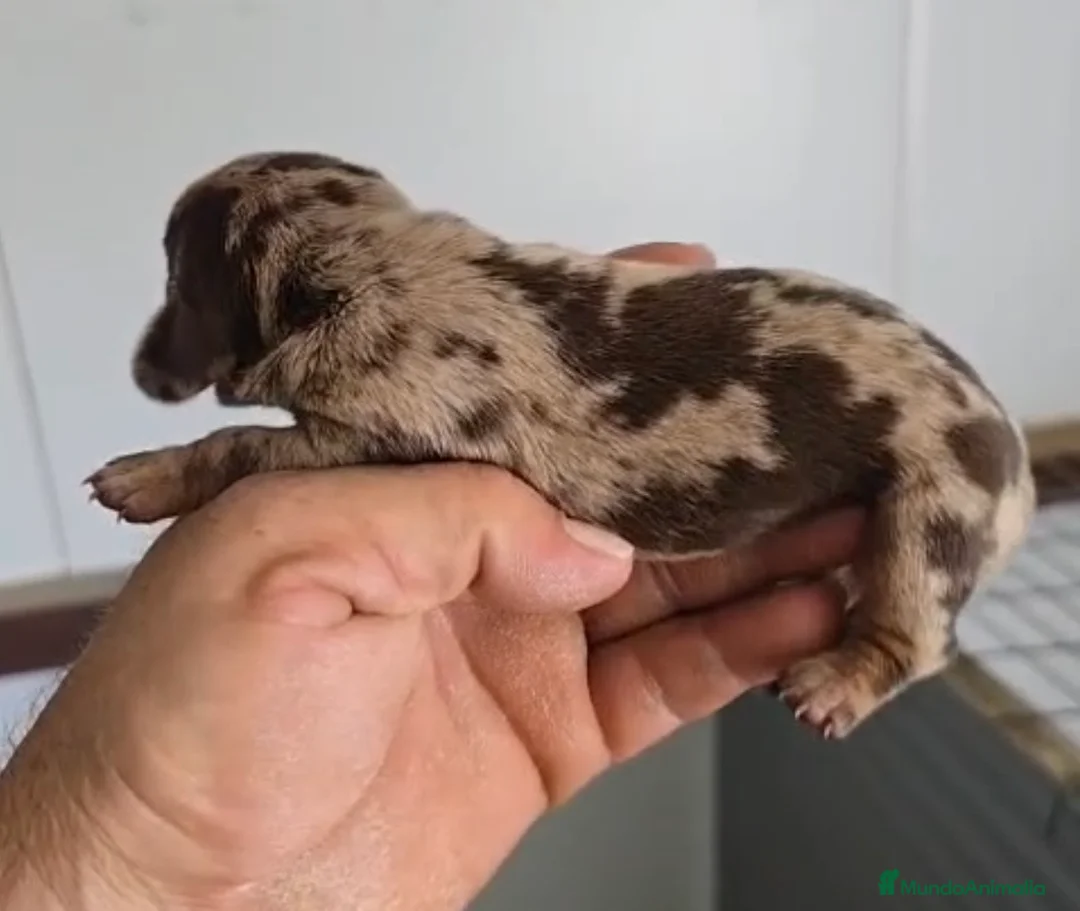 Teckel Miniatura perros en venta: Teckel macho arlequín chocolate 🐾🩵 - Anuncio 2
