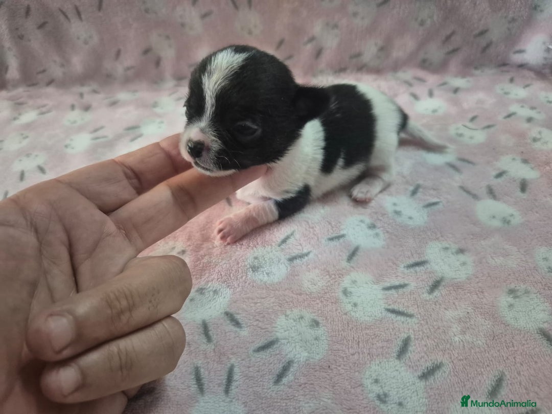 Chihuahua perros en venta: Chihuahua mini toy blue - Imagen 4
