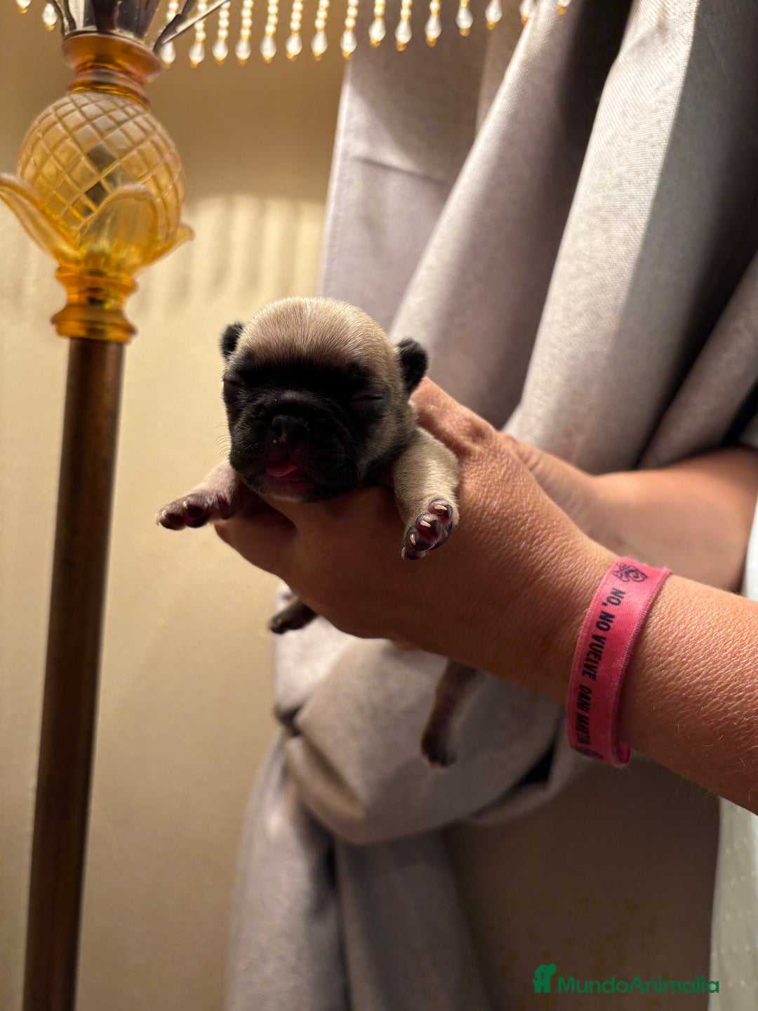 Bulldog Francés perros en venta: Disponibles bulldog francés  - Imagen 1