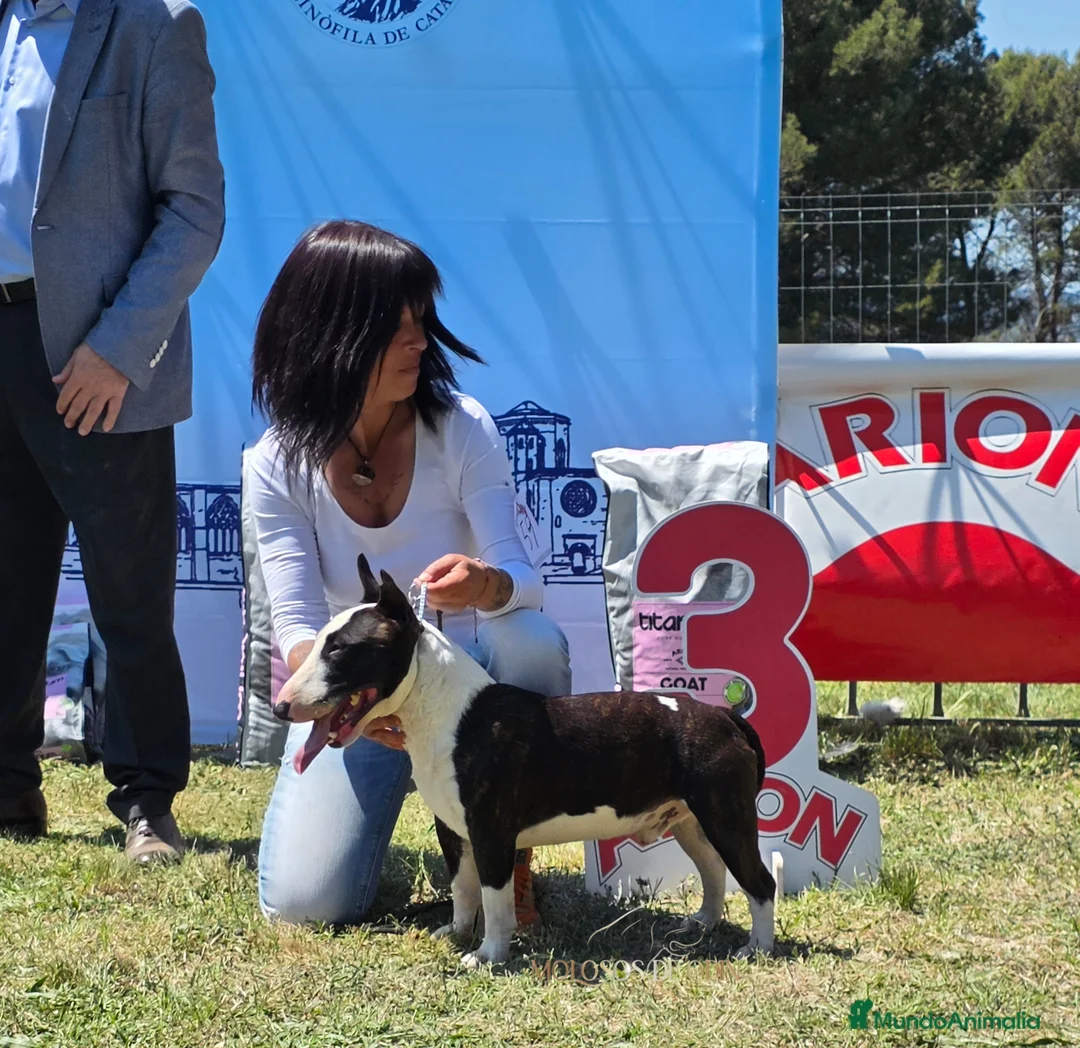 Bull Terrier Miniatura perros para monta: Bullterrier Macho abierto  a Montas - Anuncio 1