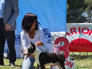 Bull Terrier Miniatura perros Bullterrier Macho abierto a Montas - Anuncio 12