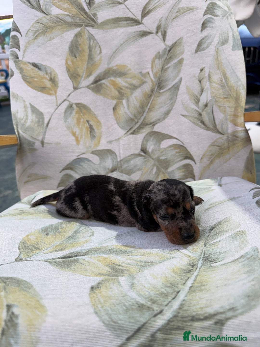 Teckel Miniatura perros en venta: Teckel Kaninchen - Imagen 3