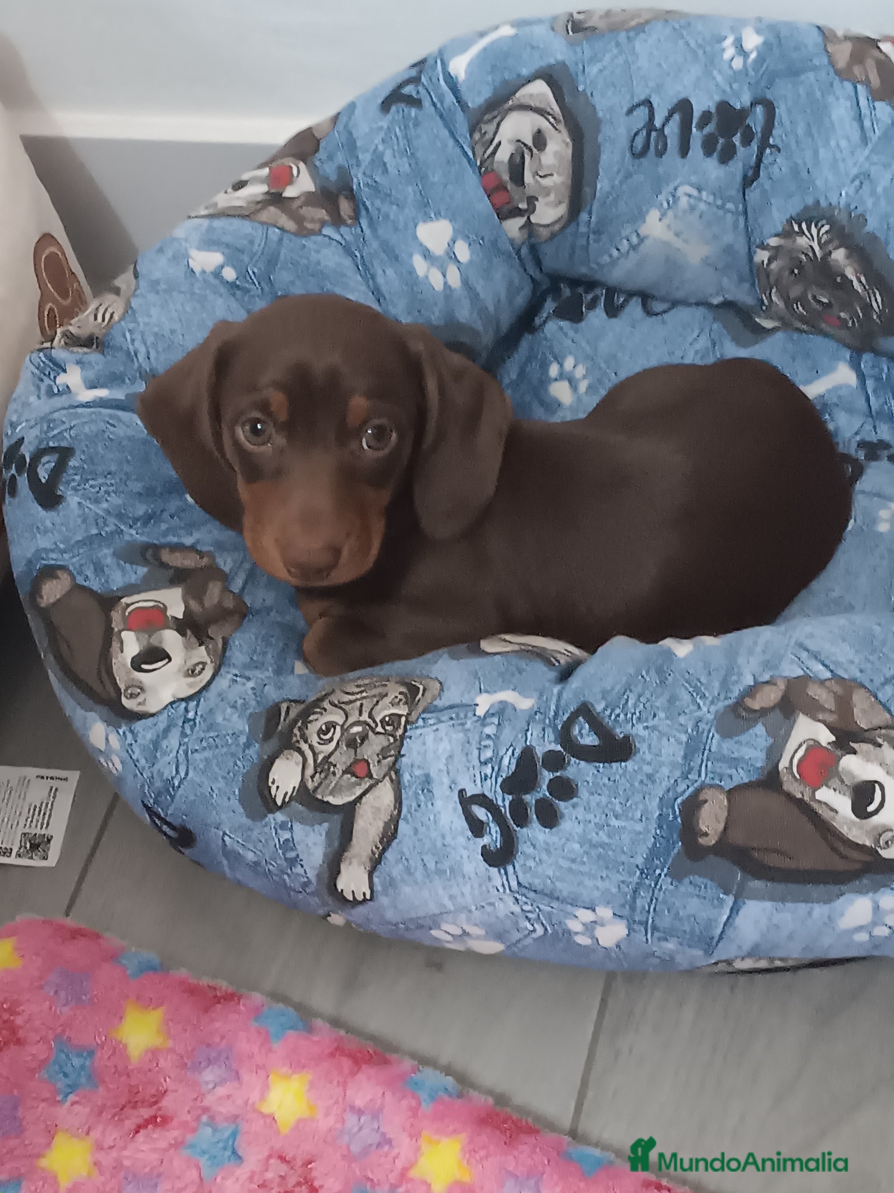 Teckel perros Teckel Mini Choco - Anuncio 22