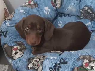 Teckel perros Teckel Mini Choco - Anuncio 22