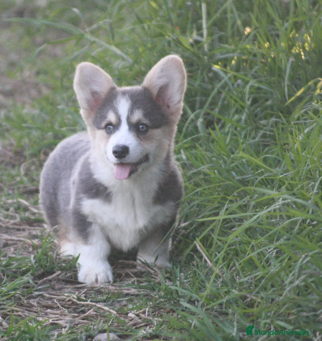 Welsh Corgi Pembroke perros en venta: Corgi blue  - Anuncio 2