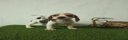 Beagle perros en venta: Beagle  - Anuncio 5
