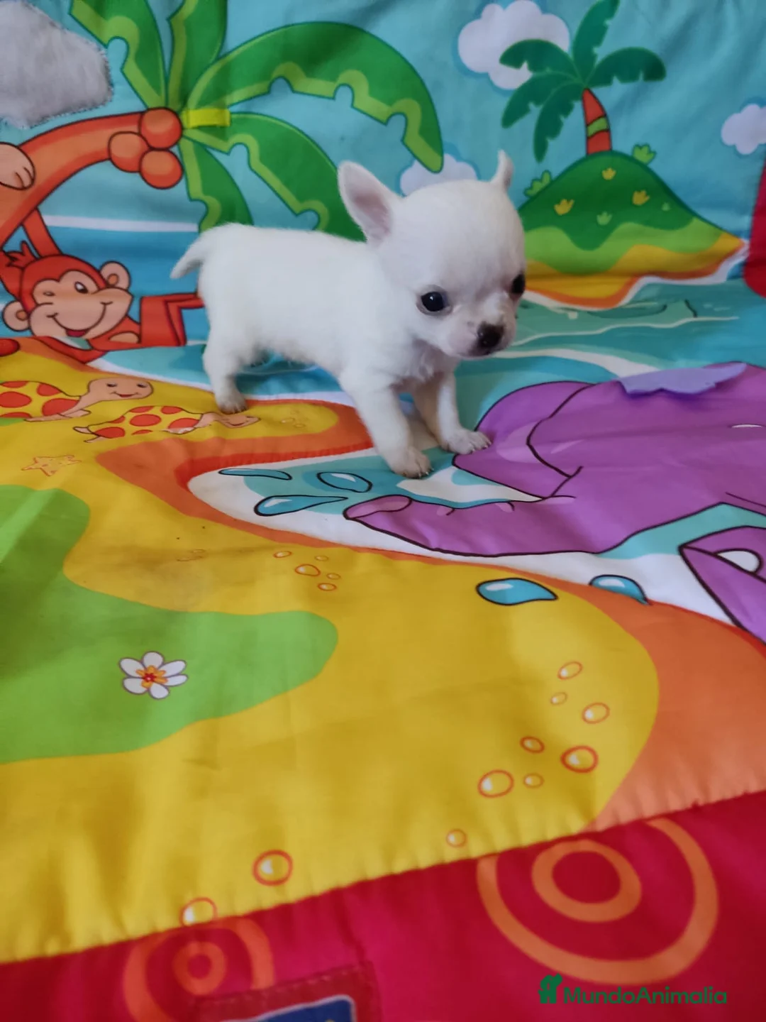 Chihuahua perros en venta: Chihuahuas - Anuncio 4