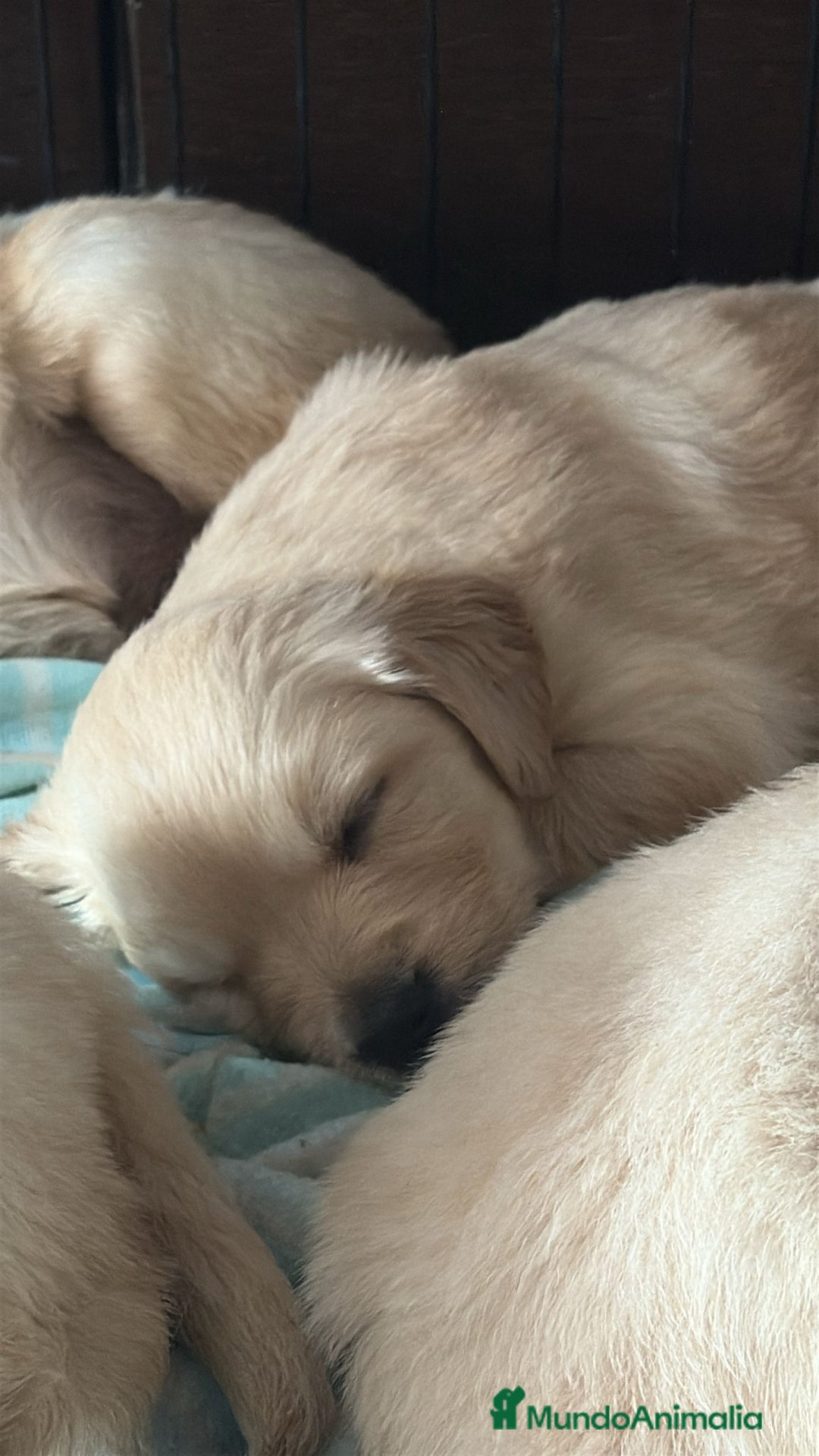 Golden Retriever perros en venta: Golden Retriever disponible  - Anuncio 4