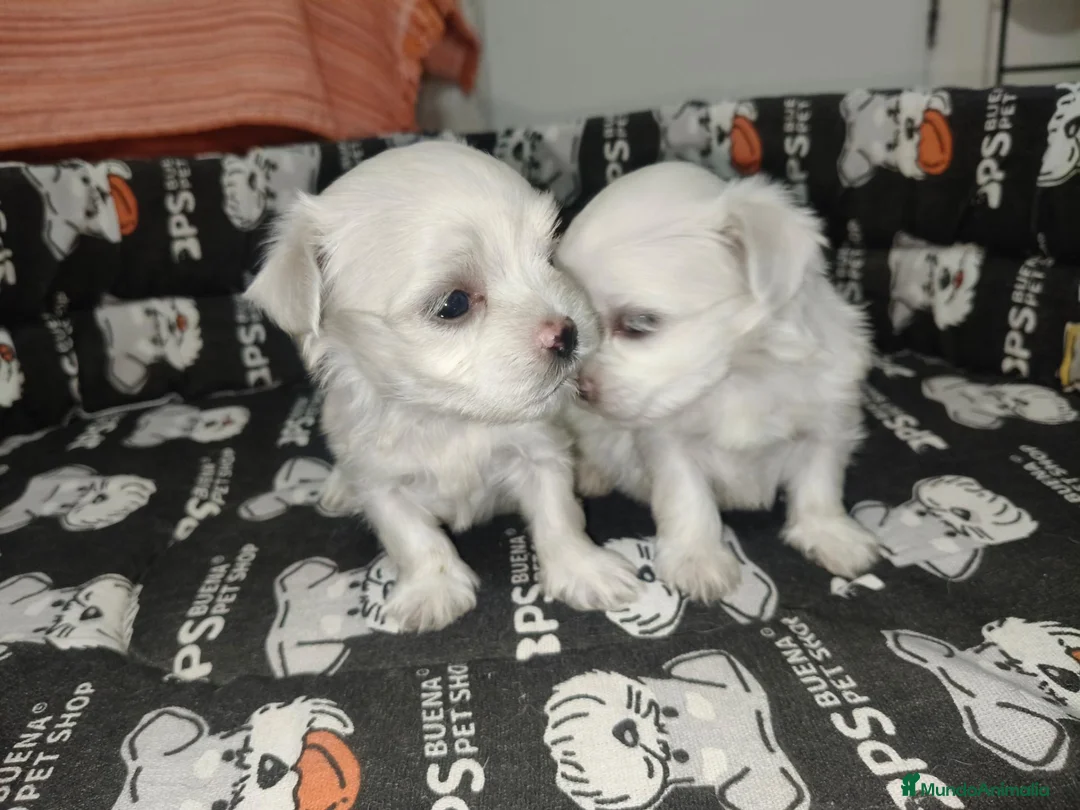 Bichón Maltés perros en venta: Bichon maltes toy - Anuncio 2