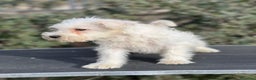 Schnauzer Miniatura perros en venta: SCHNAUZER BLANCA HEMBRA DISPONIBLE en Barcelona - Anuncio 4