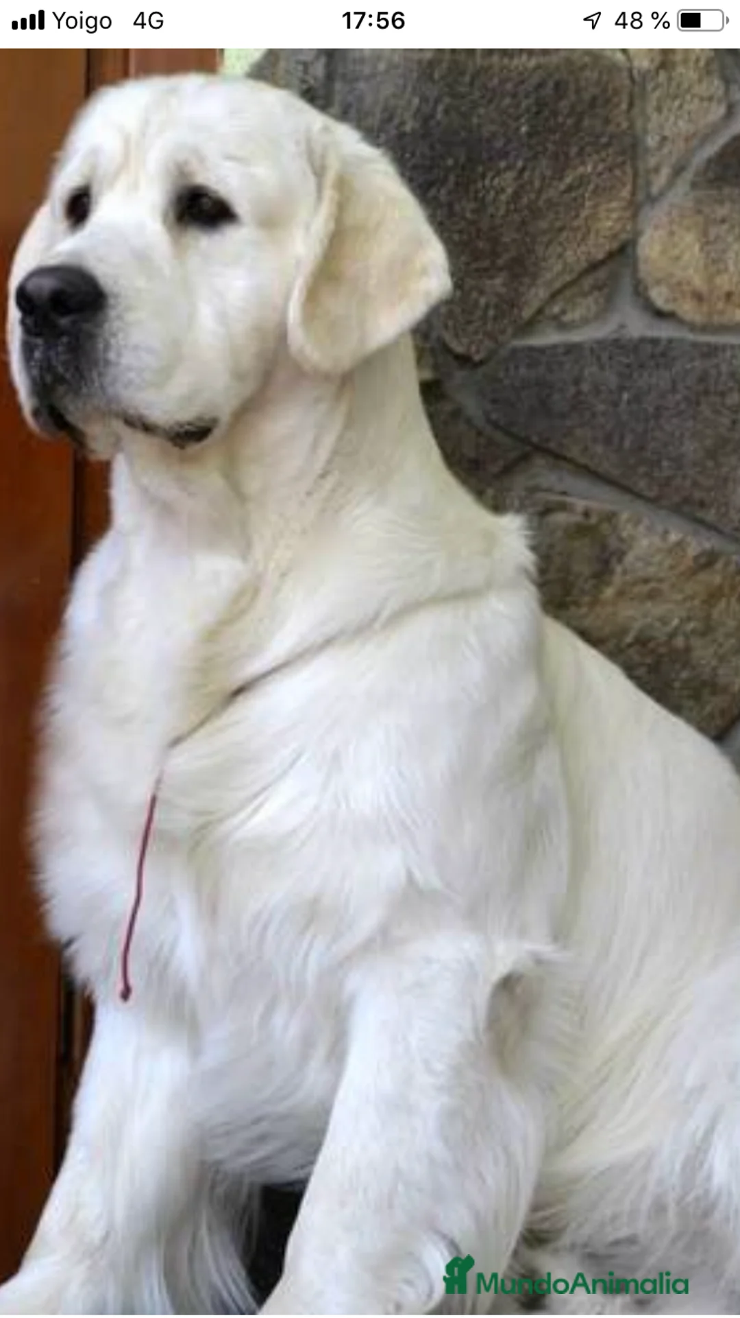 Golden Retriever perros en venta: Cachorros Golden con pedigree  - Anuncio 11