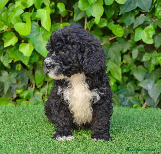 Perro de Agua Español perros CACHORRO PERRO DE AGUA ESPAÑOL  - Anuncio 1
