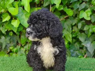 Perro de Agua Español perros CACHORRO PERRO DE AGUA ESPAÑOL - Anuncio 1