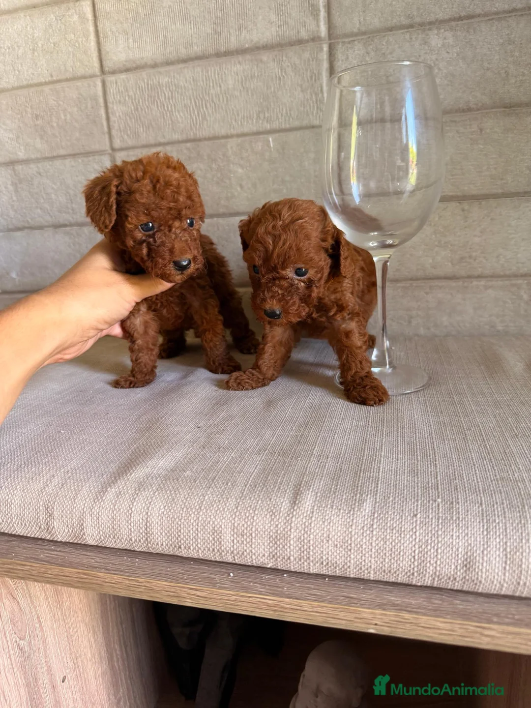 Caniche Toy perros en venta: caniche toy  - Anuncio 1
