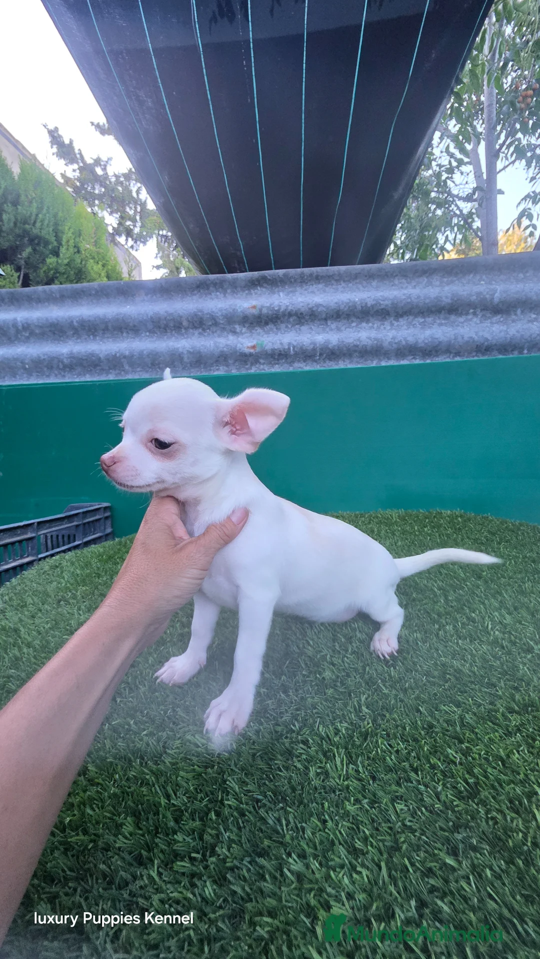 Chihuahua perros en venta: Chihuahuas minis  - Anuncio 2