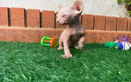Sphynx gatos en venta: Sphynx  - Imagen 3