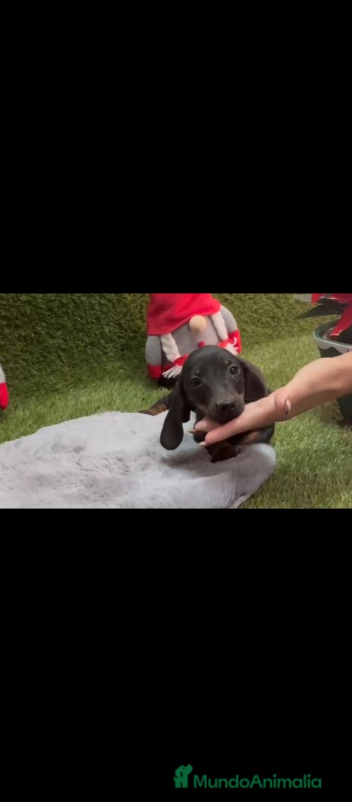 Teckel perros Teckel  - Anuncio 12