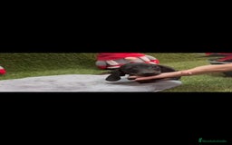 Teckel perros en venta: Teckel  - Anuncio 2