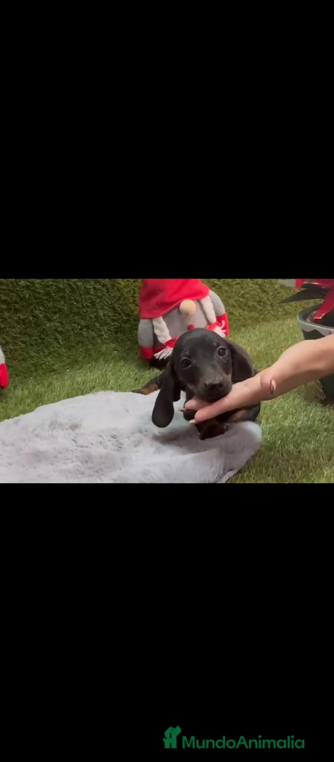 Teckel perros en venta: Teckel  - Anuncio 2