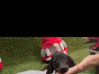 Teckel perros Teckel - Anuncio 8