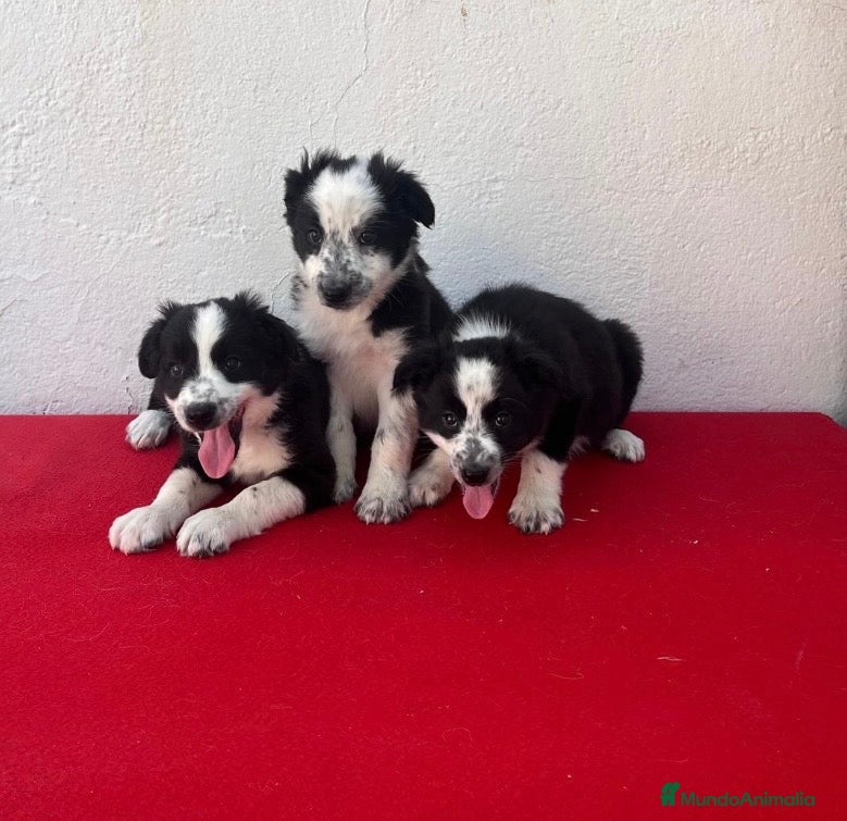Border Collie perros en venta: Excentes cachorros Border collie - Anuncio 2