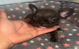 Bulldog Francés perros en venta: Bulldog francés - Imagen 11