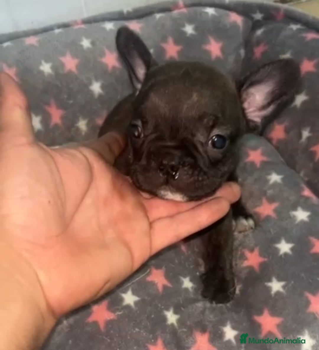 Bulldog Francés perros en venta: Bulldog francés - Imagen 11