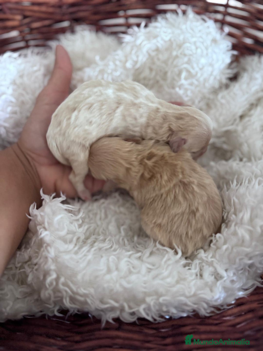 Maltipoo perros en venta: MALTIPOO HEMBRA - Anuncio 5