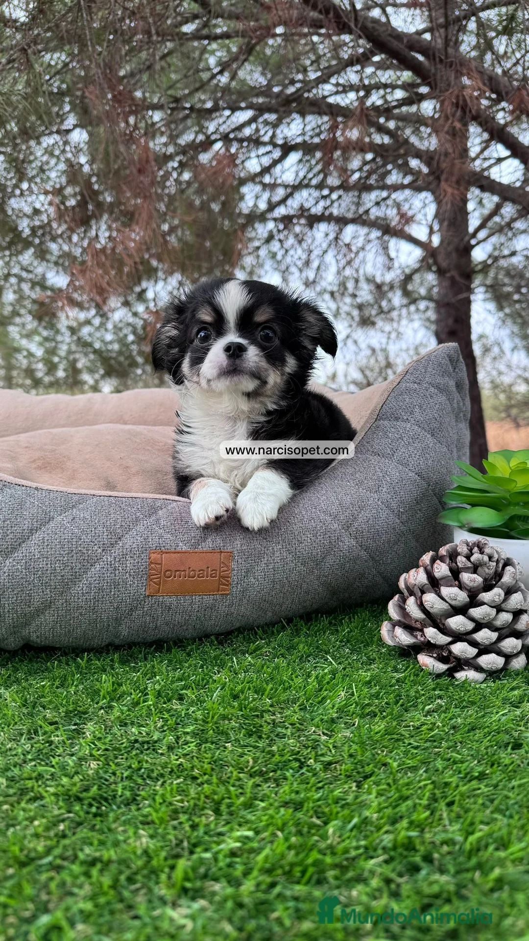 Chihuahua perros en venta: CRIADERO DE CHIHUAHUA PELO LARGO  - Anuncio 5