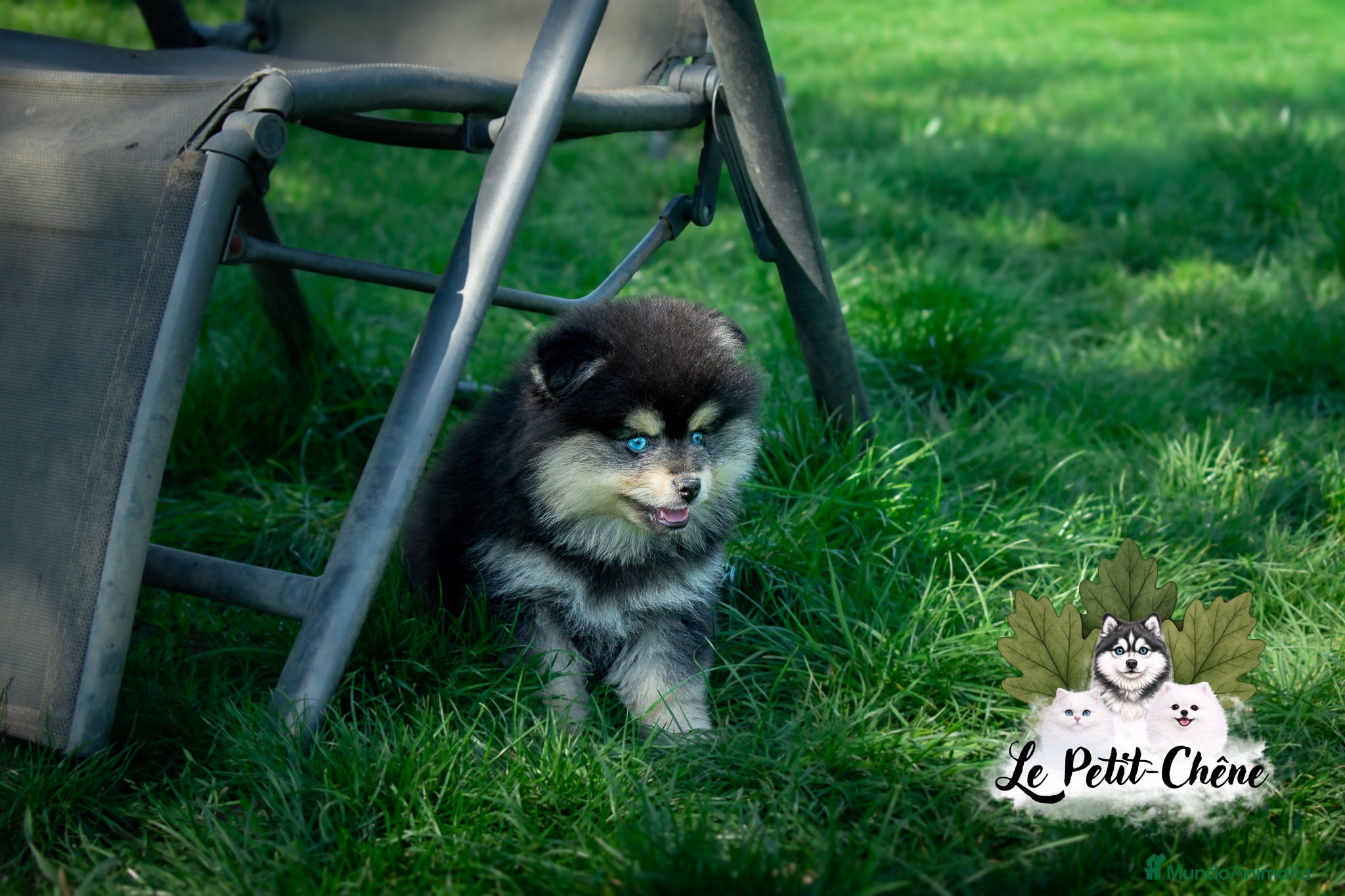 Pomsky perros Pomsky TOY f3b negro y fuego con ojos azules  - Anuncio 2