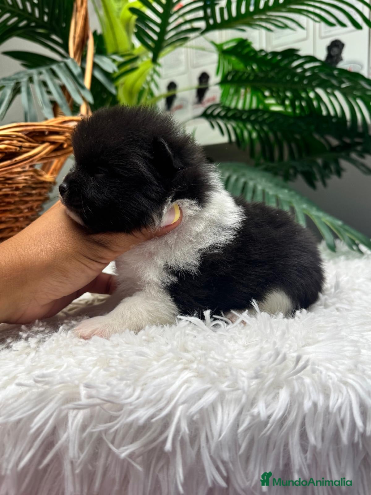 Pomerania perros POMERANIA - Anuncio 2