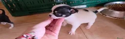 Chihuahua perros en venta: Hembra Chihuahua🐶🐾 - Anuncio 5