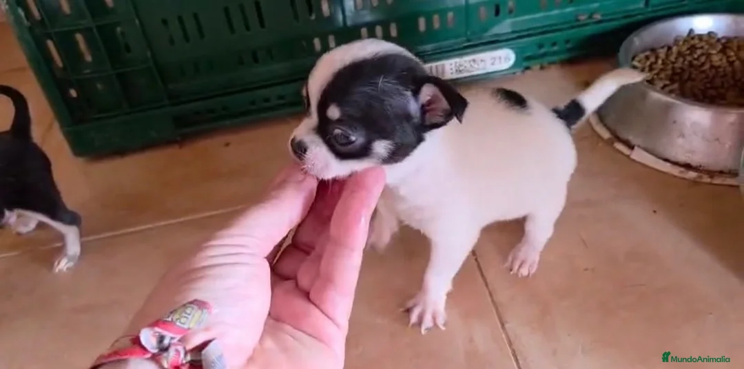 Chihuahua perros en venta: Hembra Chihuahua🐶🐾 - Anuncio 5
