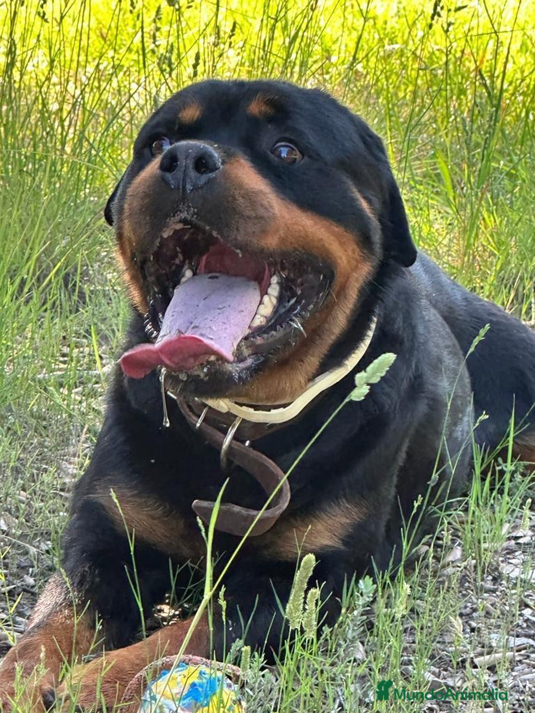 Rottweiler perros en venta: Rotwailer  - Anuncio 6