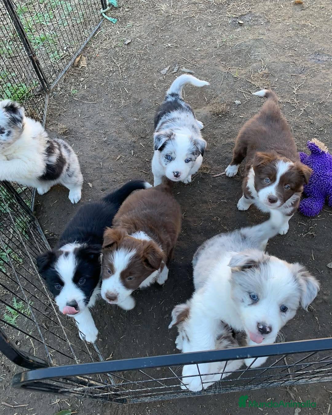 Border Collie perros puppies border collie  - Anuncio 10