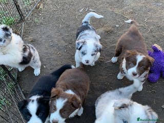 Border Collie perros puppies border collie - Anuncio 22