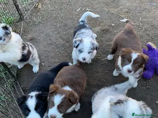 Border Collie perros puppies border collie - Anuncio 22