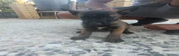 Pastor Belga Malinois perros en venta: Camada de pastor belga - Anuncio 5